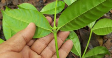 Folhas de Faramea occidentalis (L.) A.Rich.