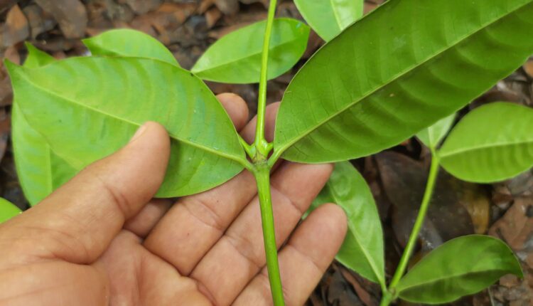 Folhas de Faramea occidentalis (L.) A.Rich. (2)