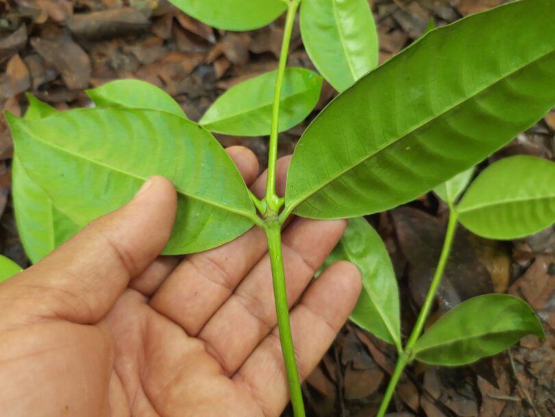 Folhas de Faramea occidentalis (L.) A.Rich.