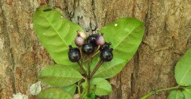 Fruto de Faramea occidentalis (L.) A.Rich.