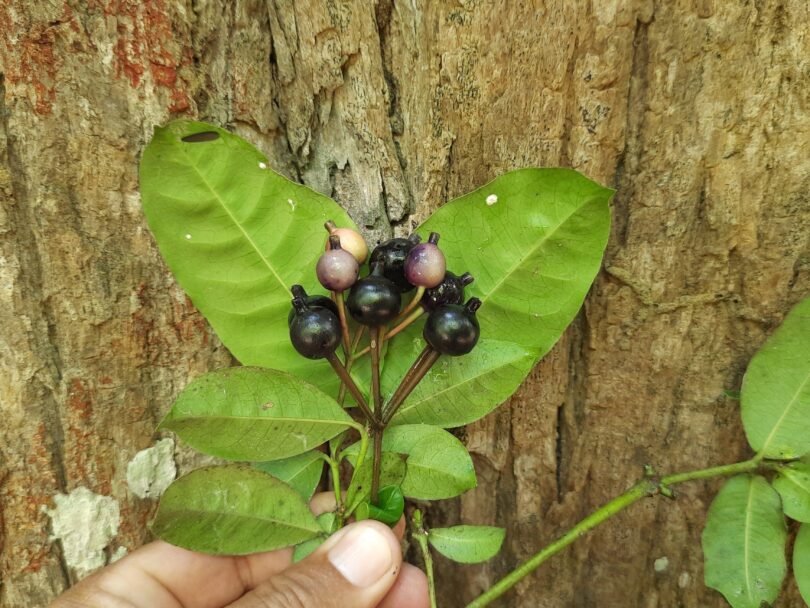 Fruto de Faramea occidentalis (L.) A.Rich.