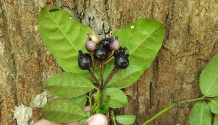 Fruto de Faramea occidentalis (L.) A.Rich.