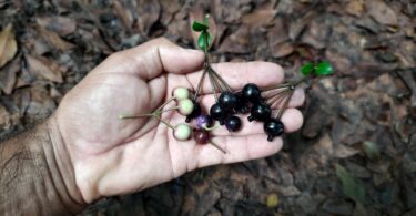 Fruto de Faramea occidentalis (L.) A.Rich.