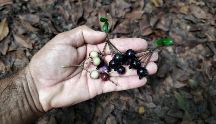 Fruto de Faramea occidentalis (L.) A.Rich.