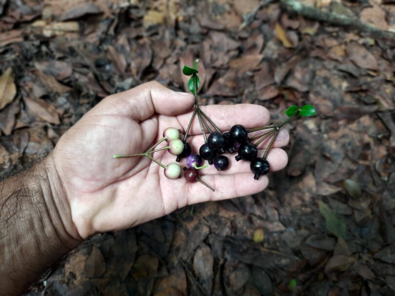 Fruto de Faramea occidentalis (L.) A.Rich.