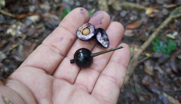 Fruto de Faramea occidentalis (L.) A.Rich.