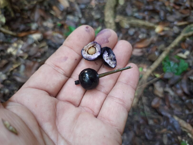 Fruto de Faramea occidentalis (L.) A.Rich.