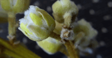 Pitomba verde, Alagoas - Talisia sp.