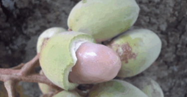 Pitomba verde, Alagoas - Talisia sp.
