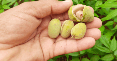 Pitomba verde, Alagoas - Talisia sp.