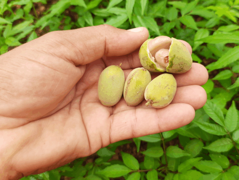 Pitomba verde, Alagoas - Talisia sp.