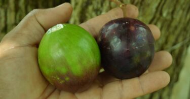 Abiu roxo - Chrysophyllum cainito L