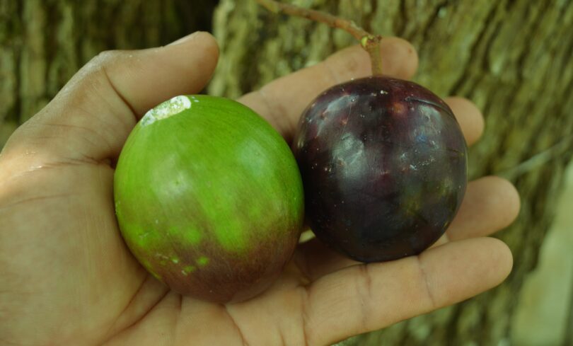 Abiu roxo - Chrysophyllum cainito L