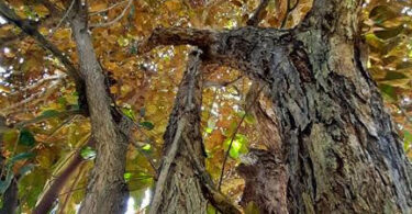 Abiu roxo - Chrysophyllum cainito L