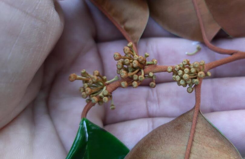 Abiu roxo - Chrysophyllum cainito L