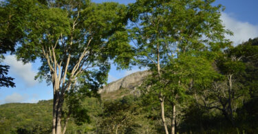 Reserva da Pedra Talhada