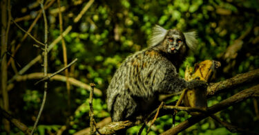 Reserva da Pedra Talhada