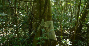 Reserva da Pedra Talhada