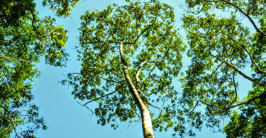 Reserva da Pedra Talhada