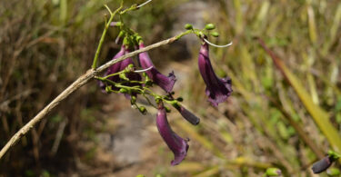 Reserva da Pedra Talhada
