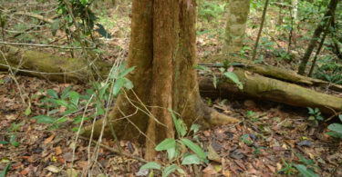 Reserva da Pedra Talhada
