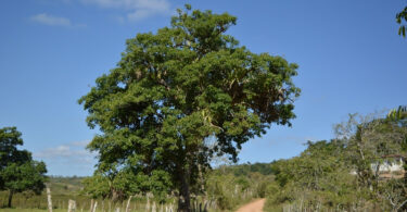Reserva da Pedra Talhada