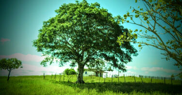 Reserva da Pedra Talhada