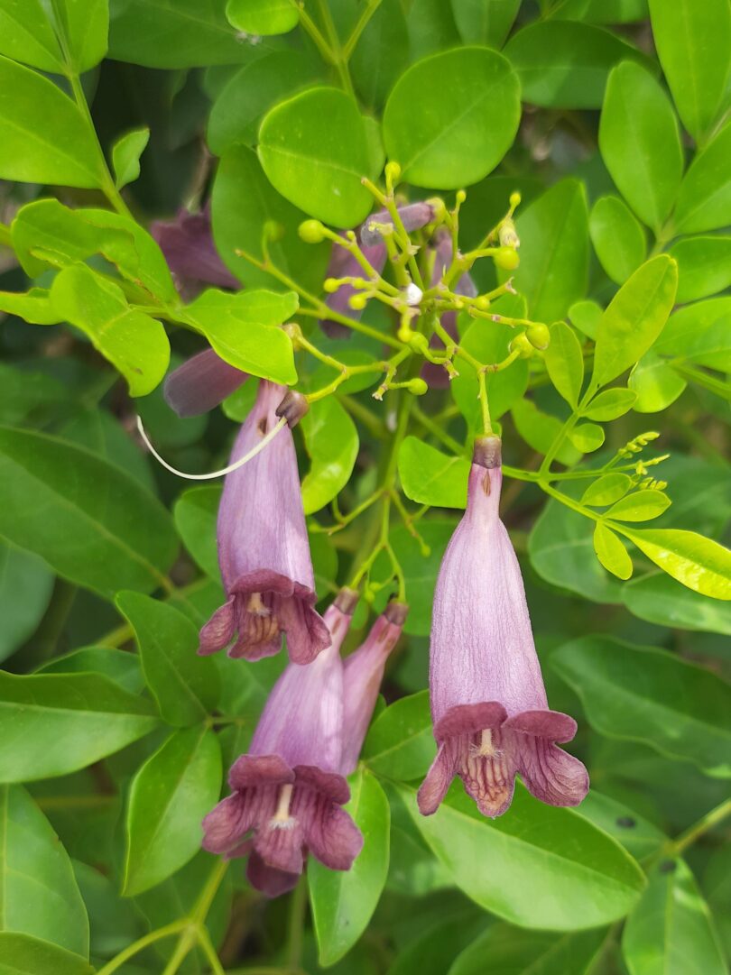 Flor Jacarandá-da-restinga - Jacaranda obovata Cham.