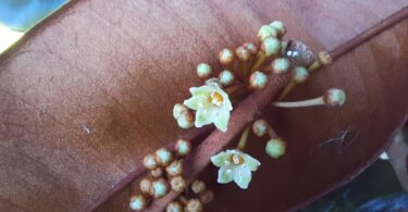 Abiu roxo - Chrysophyllum cainito L