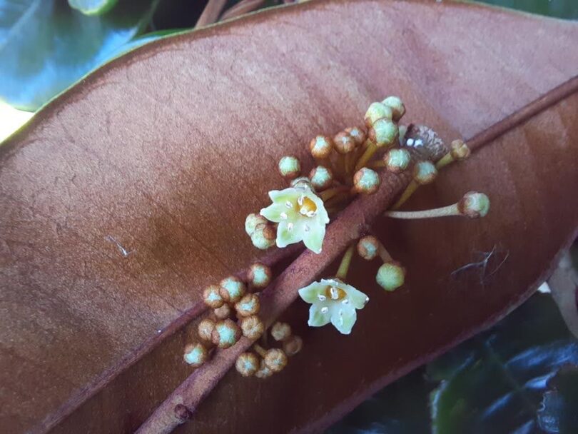 Abiu roxo - Chrysophyllum cainito L