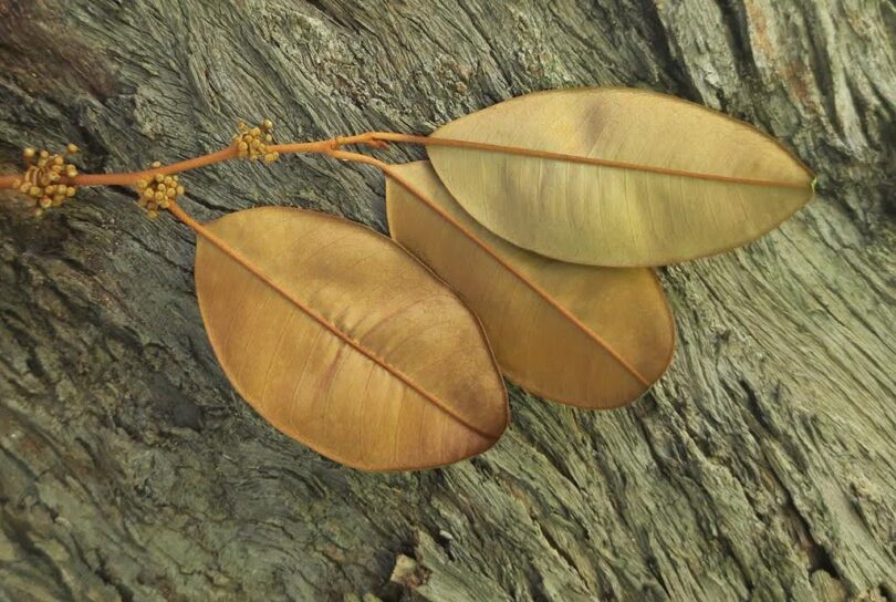 Abiu roxo - Chrysophyllum cainito L