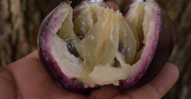 Abiu roxo - Chrysophyllum cainito L