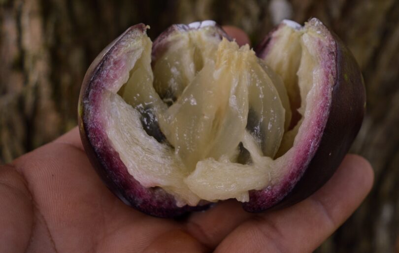Abiu roxo - Chrysophyllum cainito L