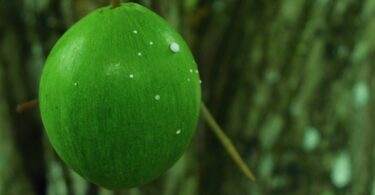 Abiu roxo - Chrysophyllum cainito L