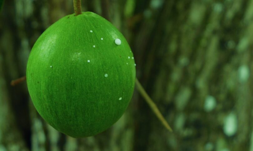 Abiu roxo - Chrysophyllum cainito L