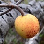 Mangaba - Hancornia speciosa Gomes