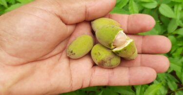Pitomba verde, Alagoas - Talisia sp.