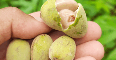 Pitomba verde, Alagoas - Talisia sp.