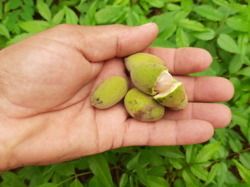 Pitomba verde, Alagoas - Talisia sp.