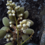 Pitomba verde, Alagoas - Talisia sp.