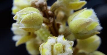 Pitomba verde, Alagoas - Talisia sp.