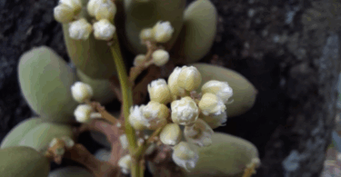 Pitomba verde, Alagoas - Talisia sp.