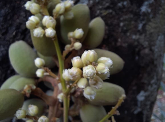 Pitomba verde, Alagoas - Talisia sp.