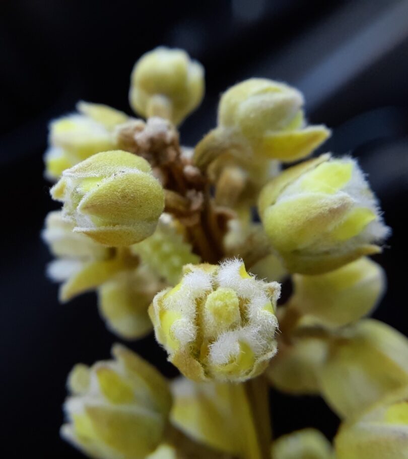 Pitomba verde, Alagoas - Talisia sp.