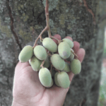Pitomba verde, Alagoas - Talisia sp.
