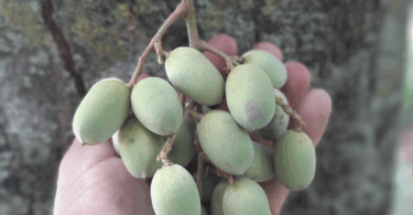 Pitomba verde, Alagoas - Talisia sp.