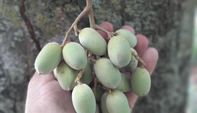 Pitomba verde, Alagoas - Talisia sp.