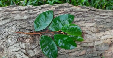 Abiu roxo - Chrysophyllum cainito L