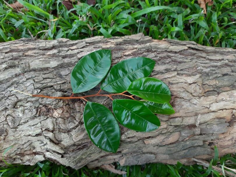 Abiu roxo - Chrysophyllum cainito L