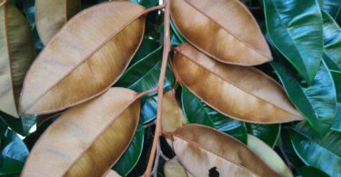 Abiu roxo - Chrysophyllum cainito L